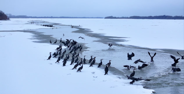 饶河县用生态答卷铺就候鸟平安迁徙路