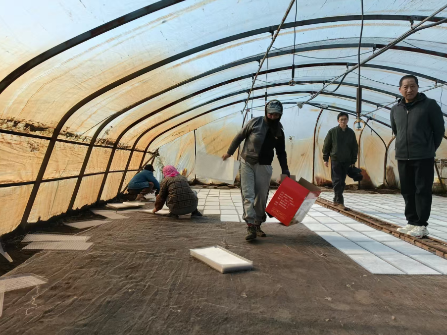 技术护航备春耕 依兰县农业农村局指导助力水稻播种