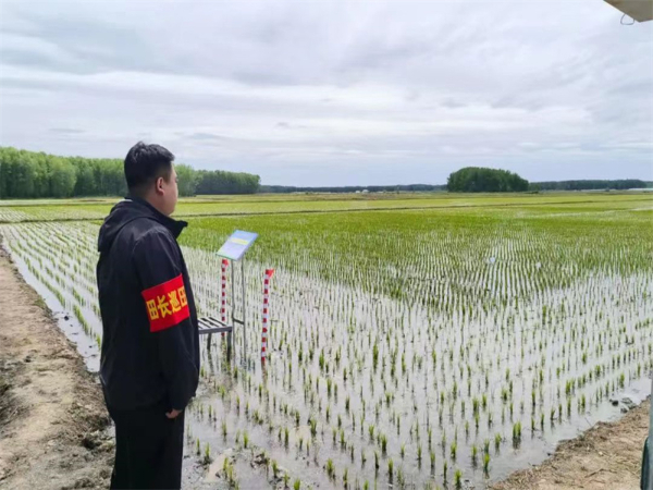 北大荒农业股份青龙山分公司开展农业生产服务 助力夏管服务提档升级