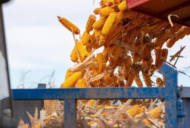 黑龙江&ldquo;黄金玉米带&rdquo;迎来好&ldquo;丰&rdquo;景