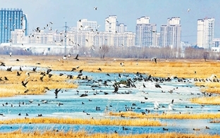 龙凤湿地群鸟争春