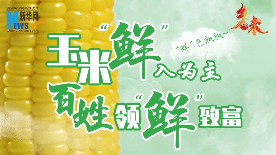 黑龙江青冈：玉米“鲜”百姓富