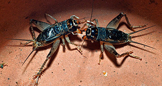 蟋蟀店主开赌场 厂房窝点被捣毁